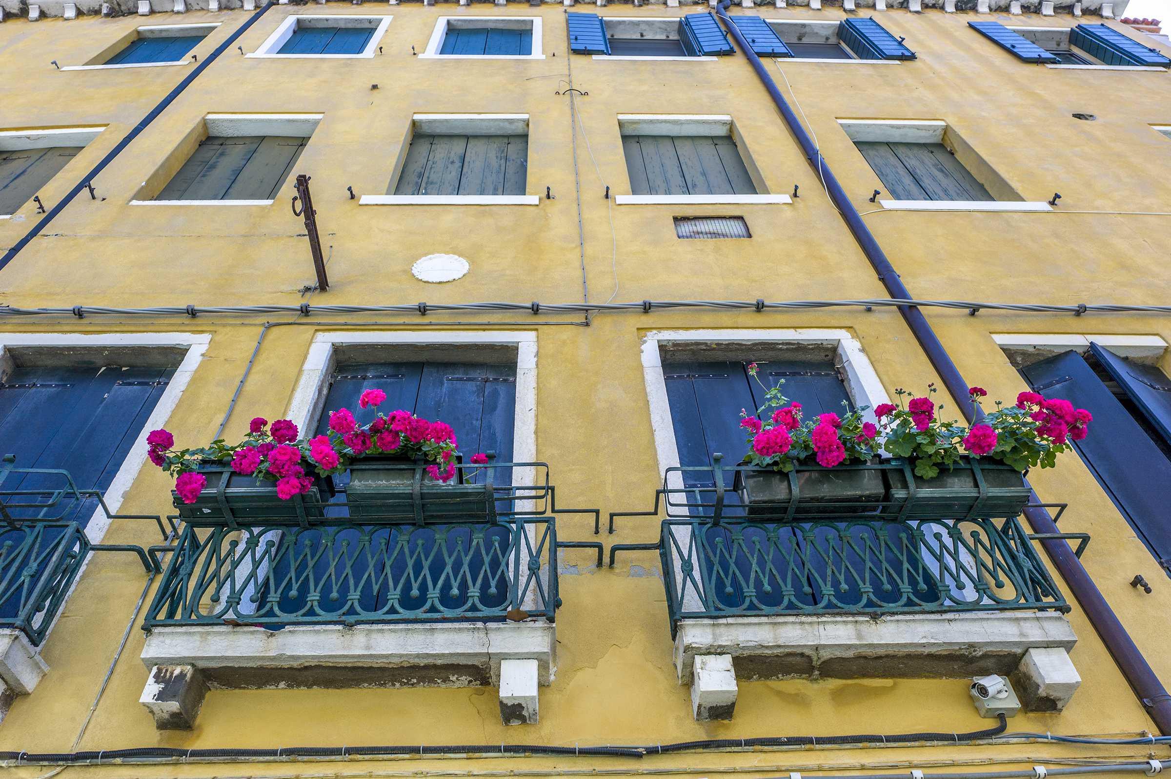 flowers in window planters