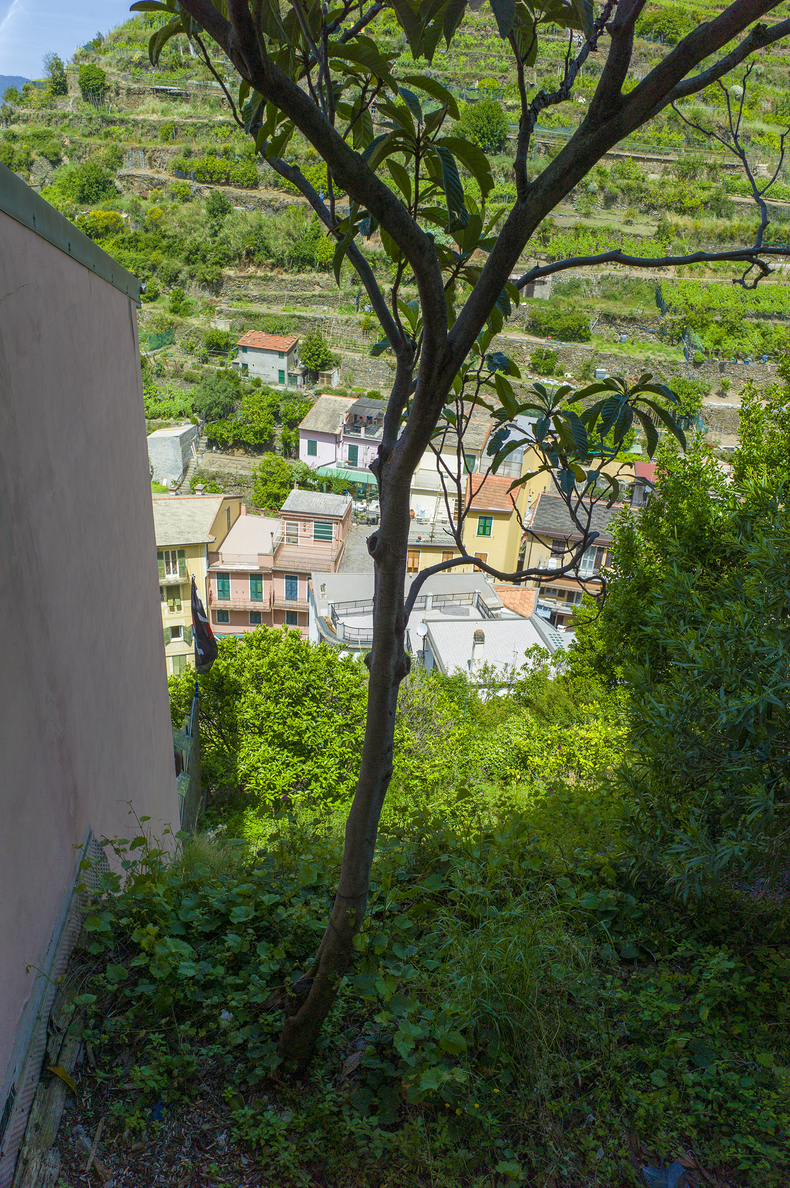 buildings behind tree