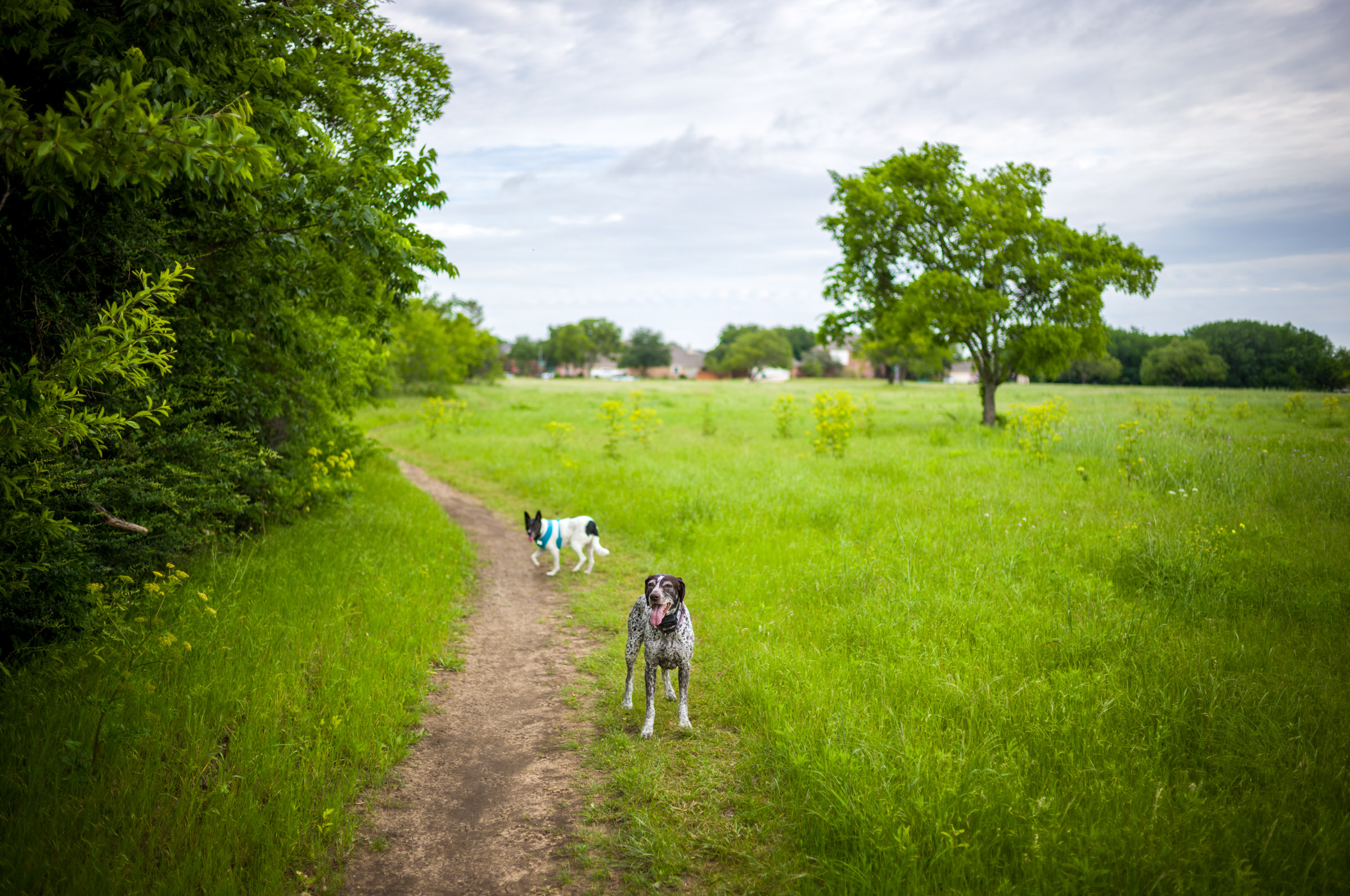 Morning Walk photograph by Luther Smith