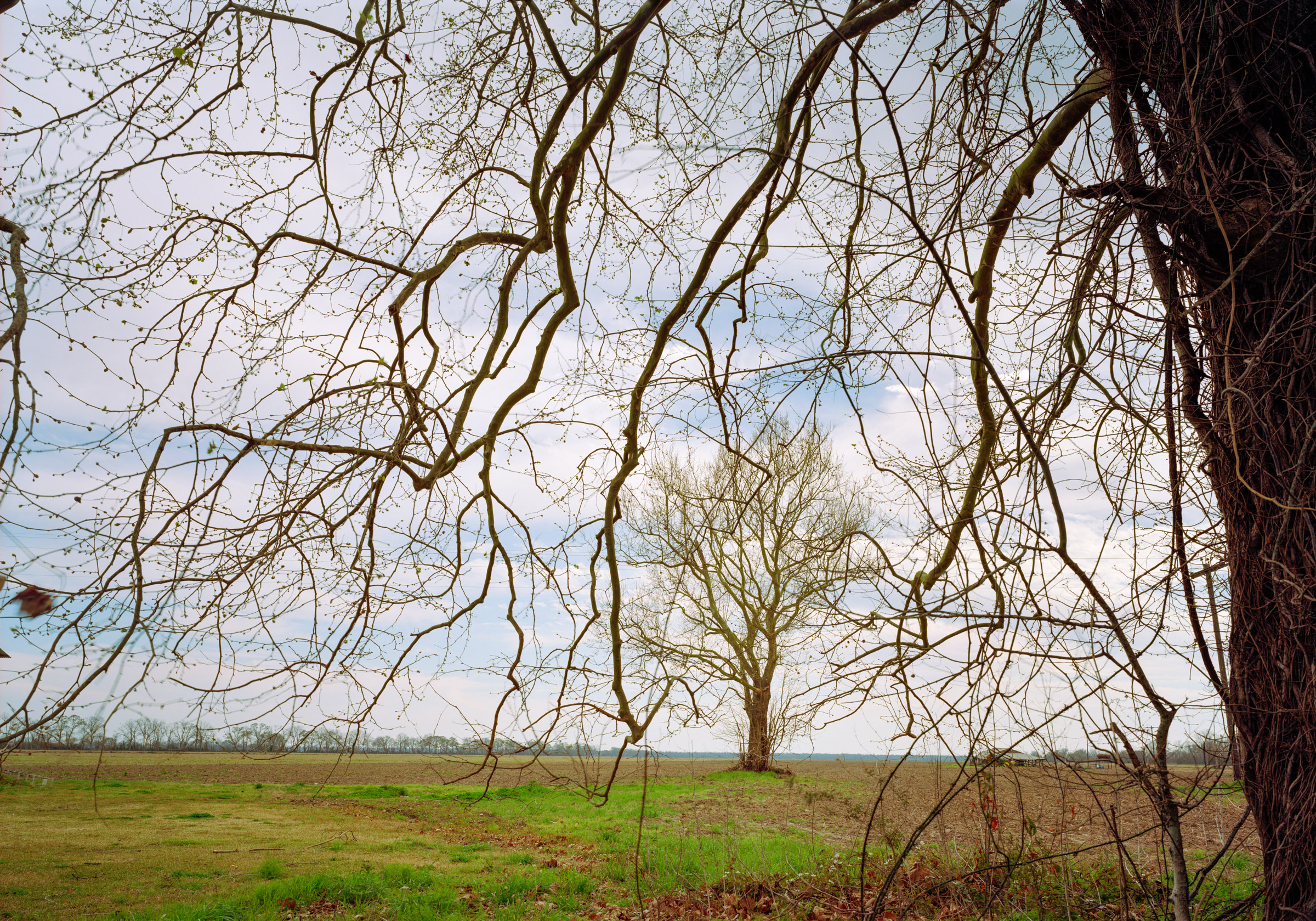 Louisiana trees landscape