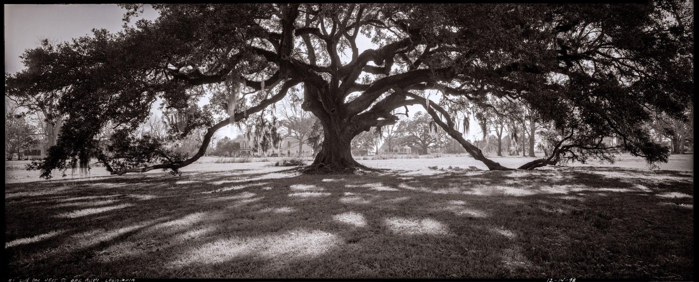 Southern Live Oak panorama