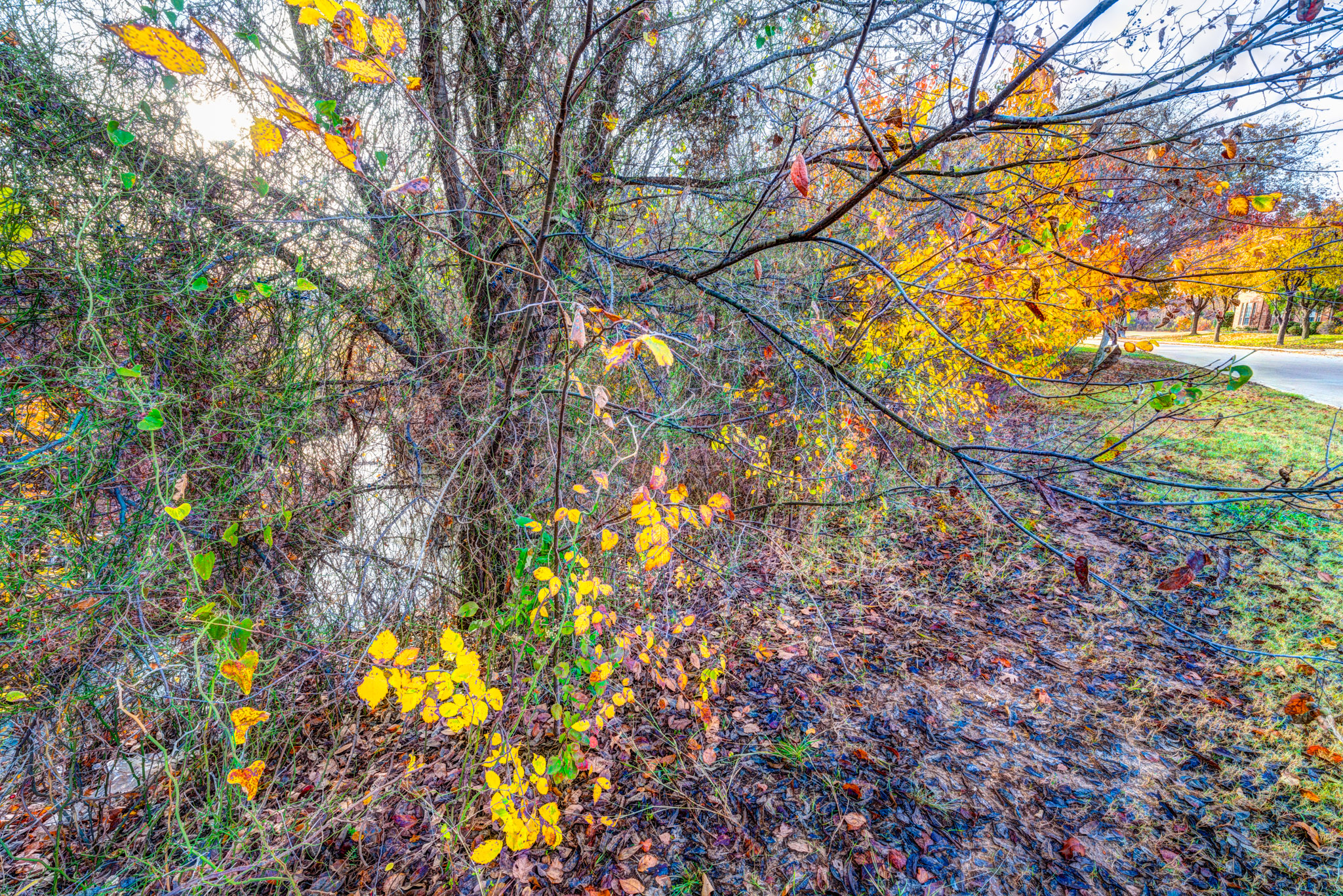 Neighborhood landscape view