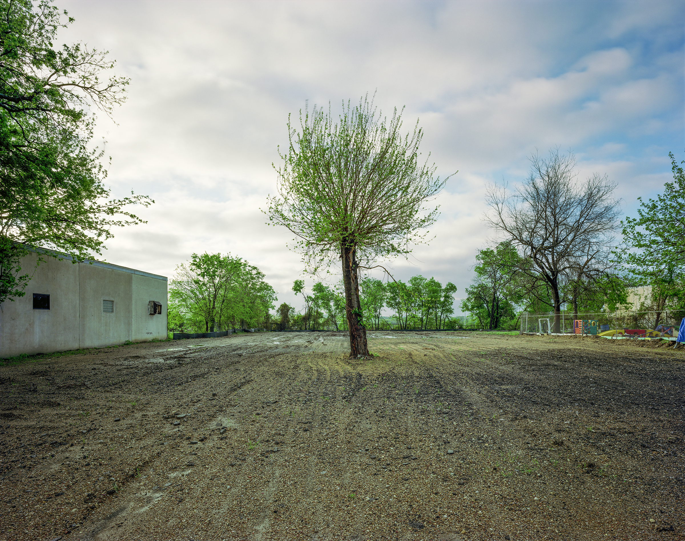trimmed tree to nub with new branches